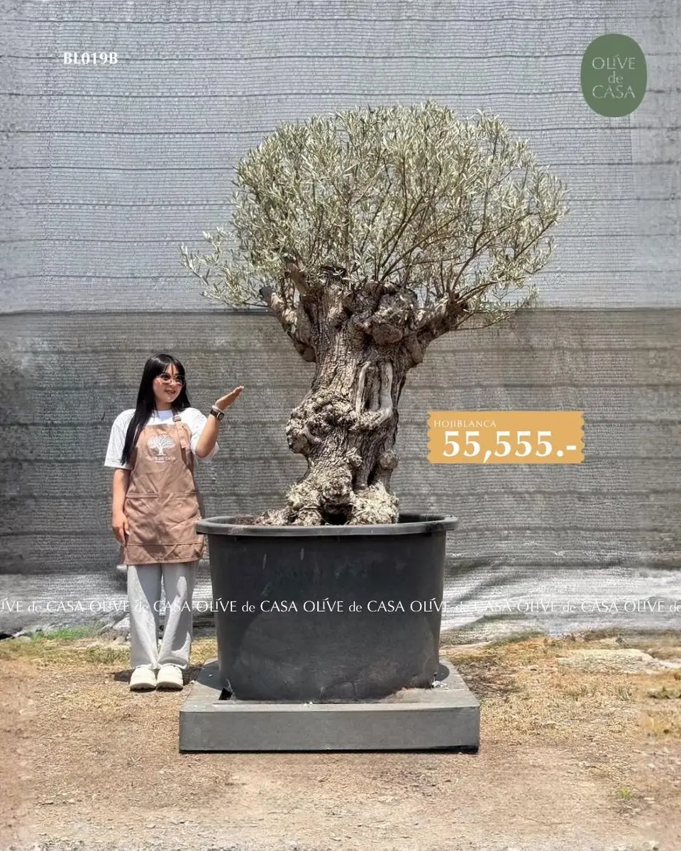 Hot Olive Tree · Promotion