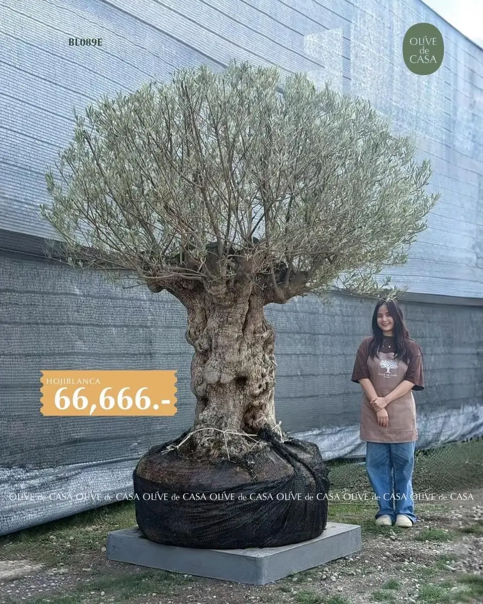 Hot Olive Tree · Promotion