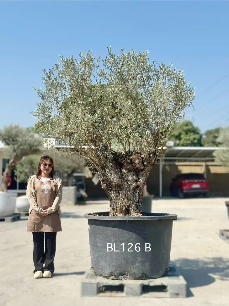 Hojiblanca · Large · LB