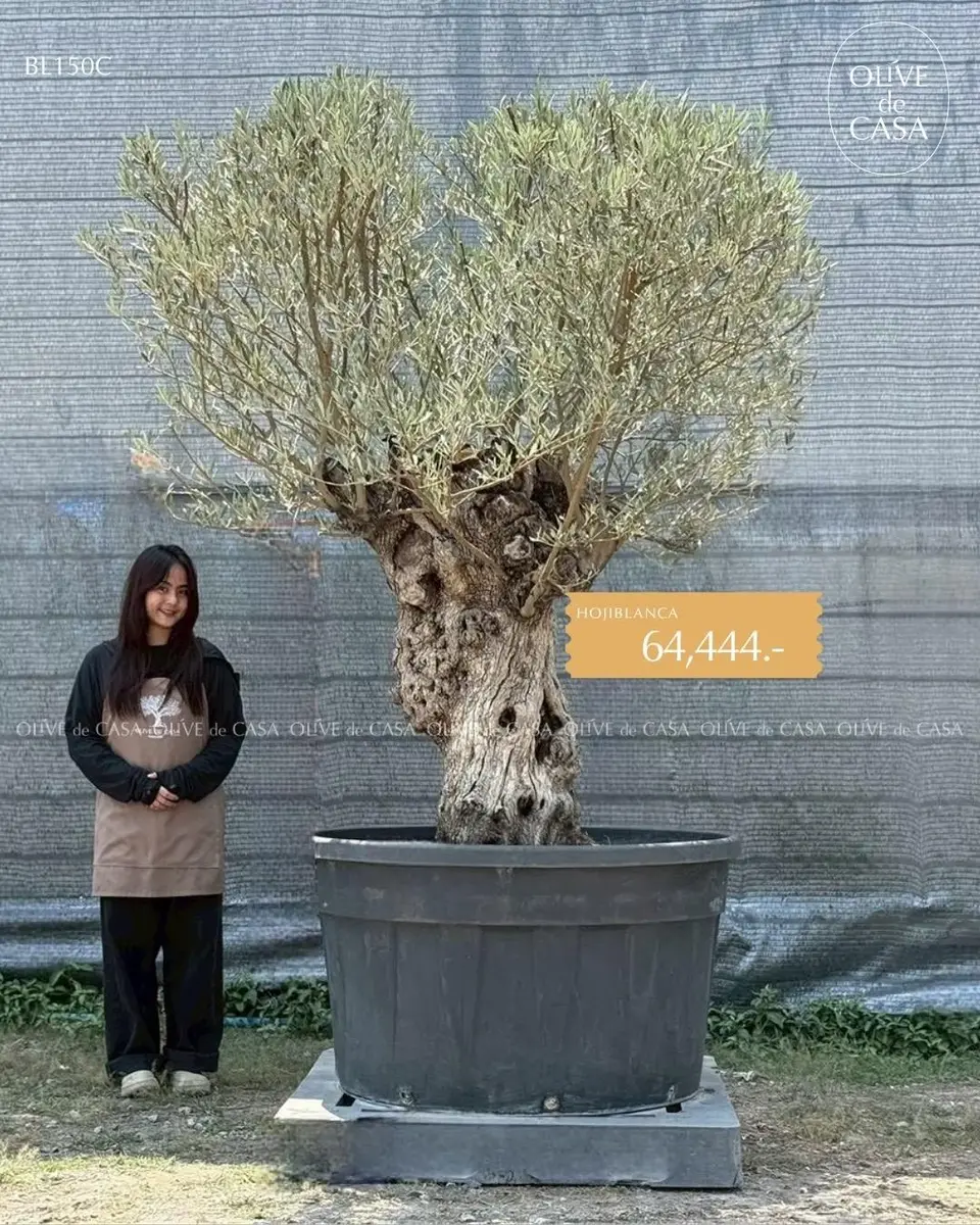 Hot Olive Tree · Promotion