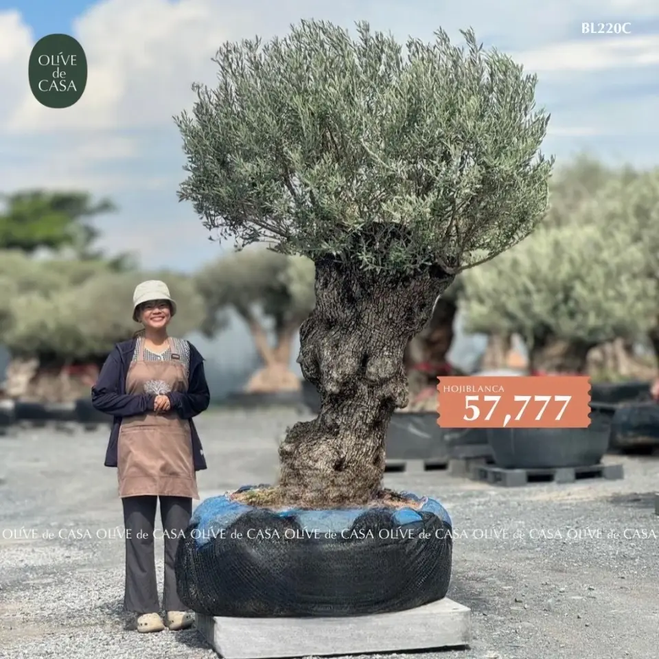 Hot Olive Tree