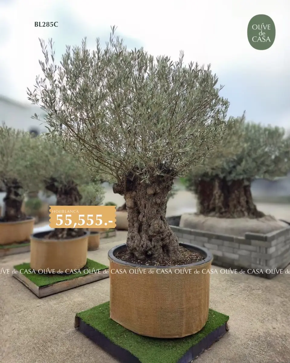 Hot Olive Tree · Promotion
