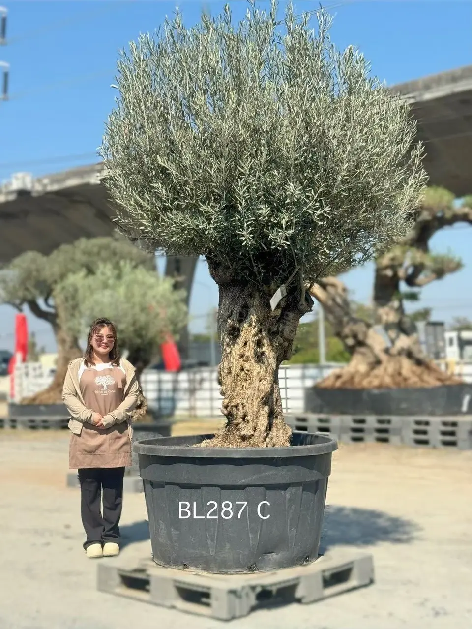 Hojiblanca · Large · LC