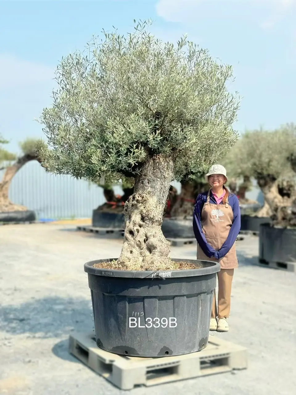 Hojiblanca · Large · LB