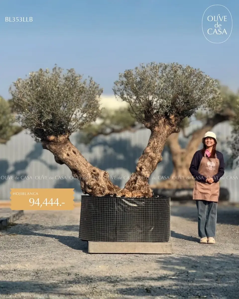 Hot Olive Tree · Promotion