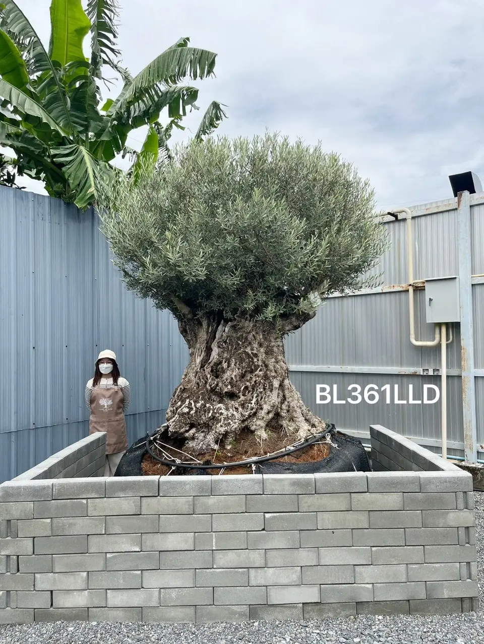 Ancient Olive · LLD