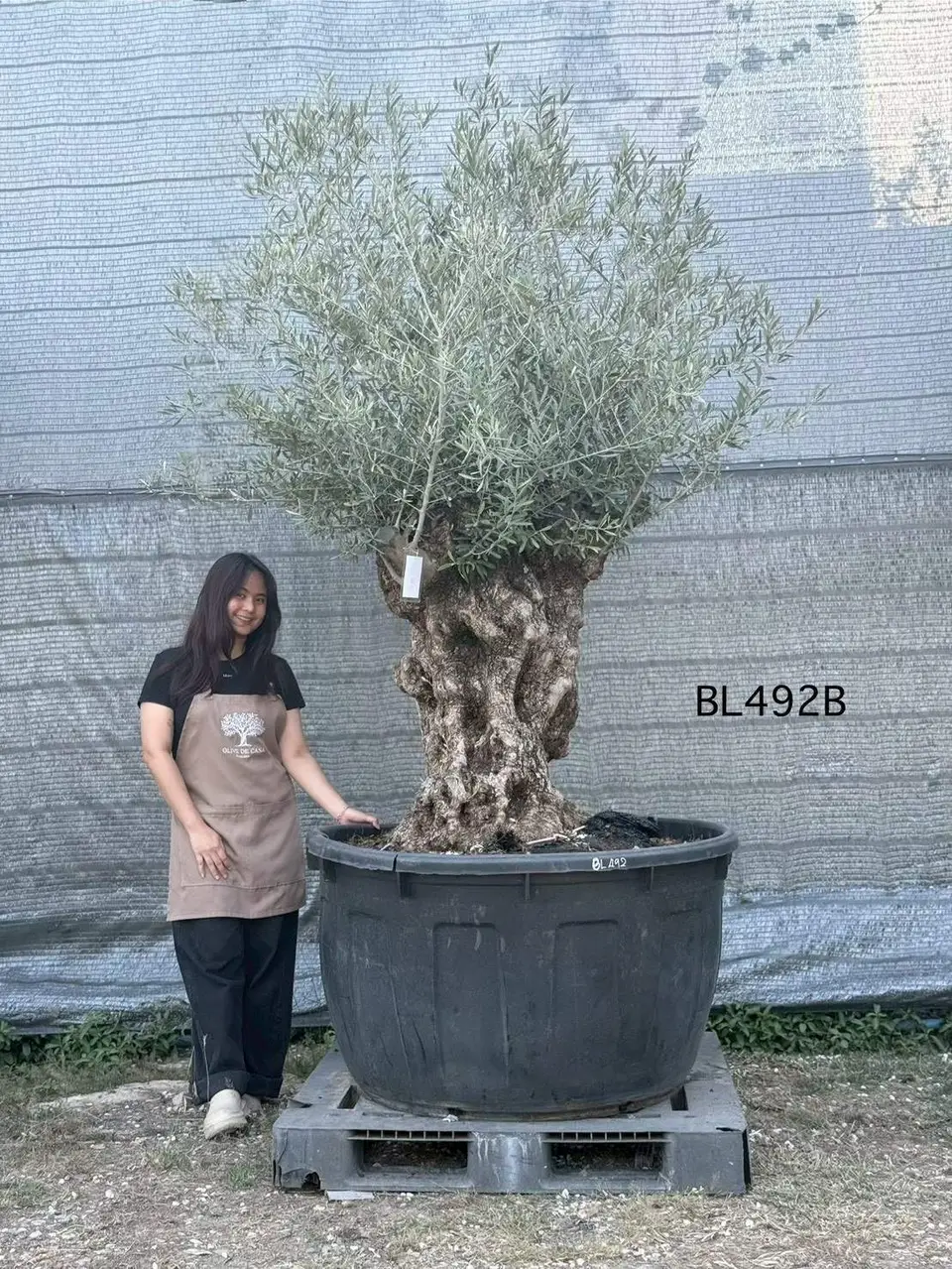 Hojiblanca · Large · LB
