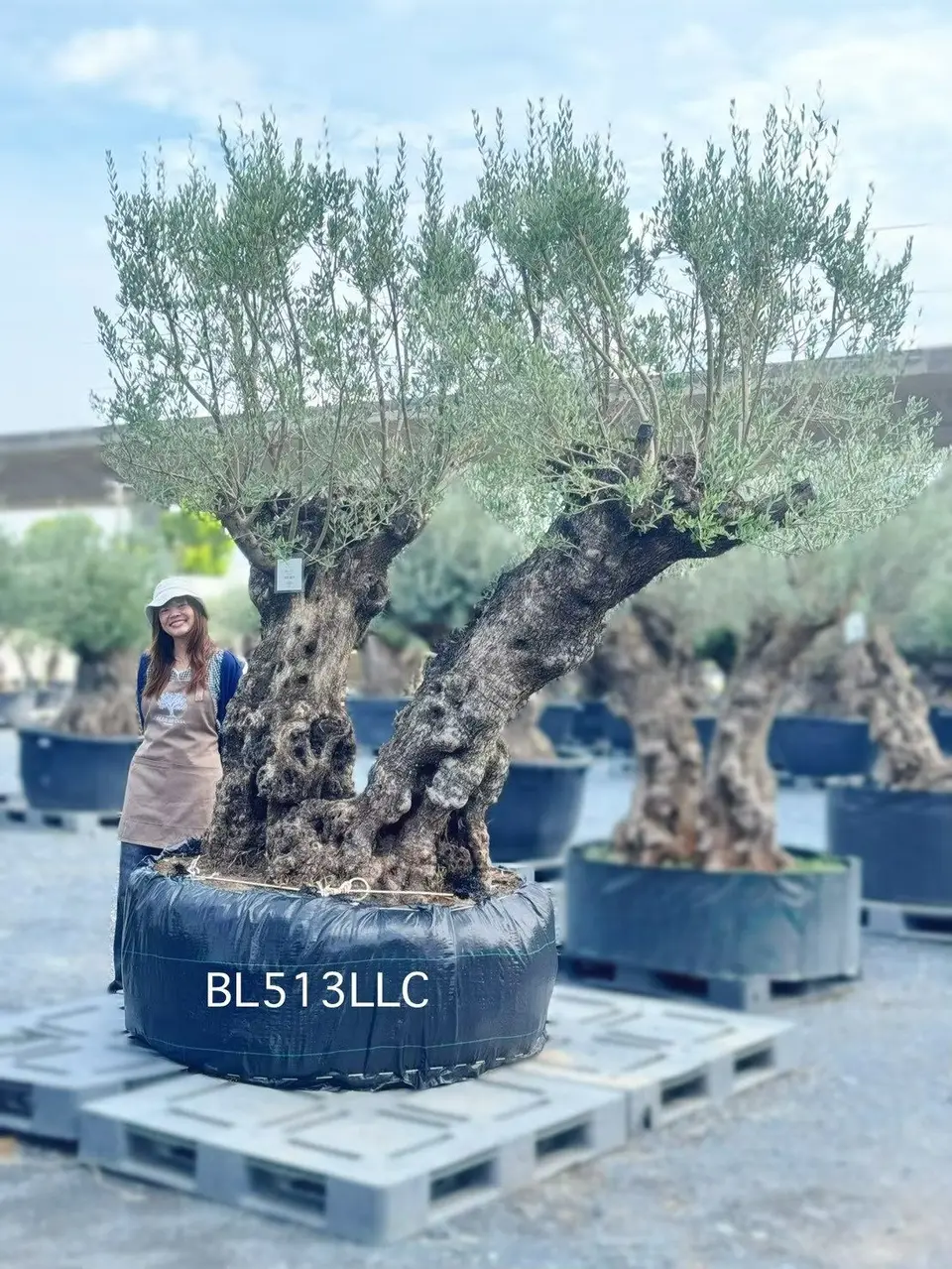 Ancient Olive · LLC