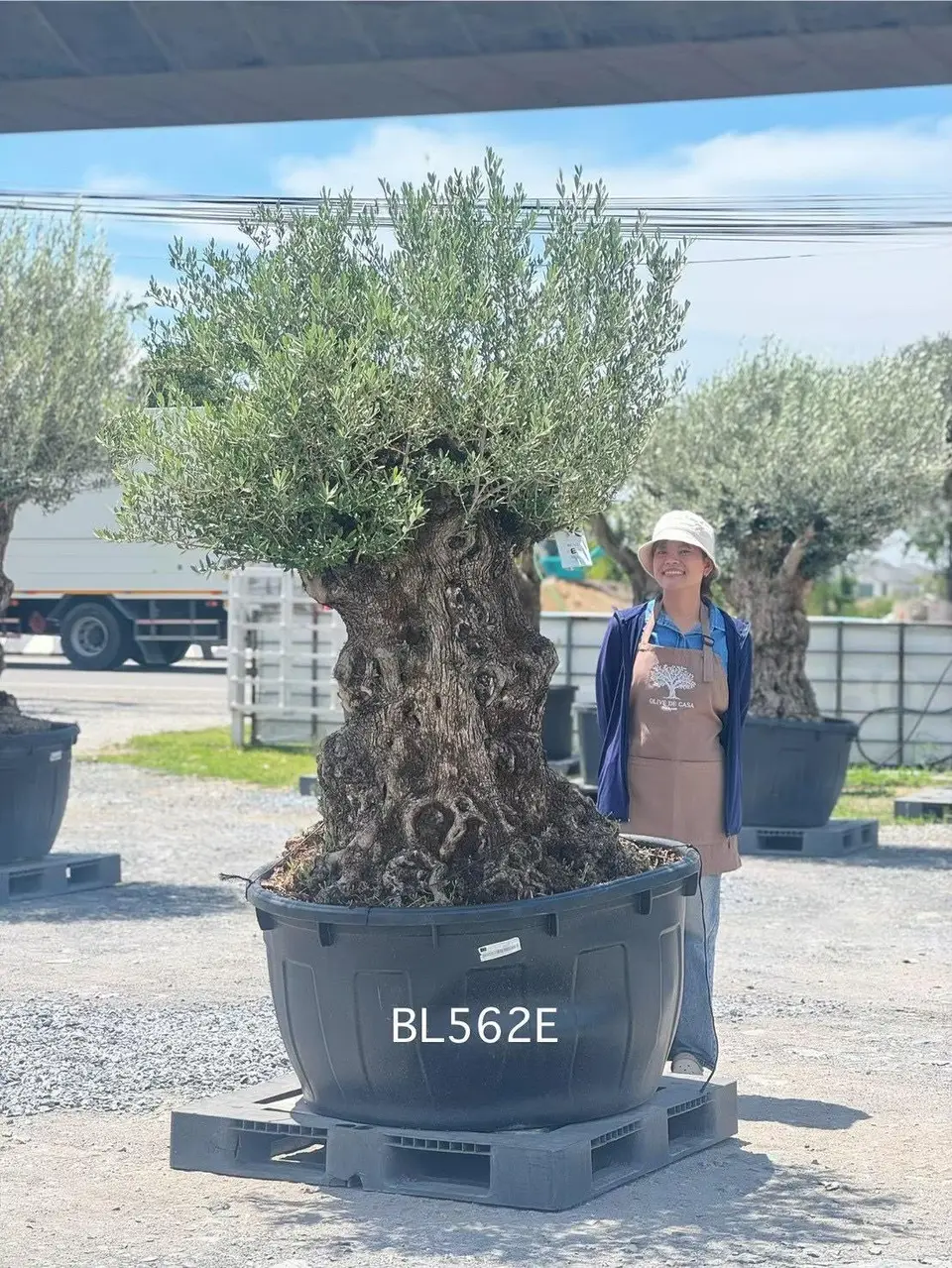 Hojiblanca · Large · LE