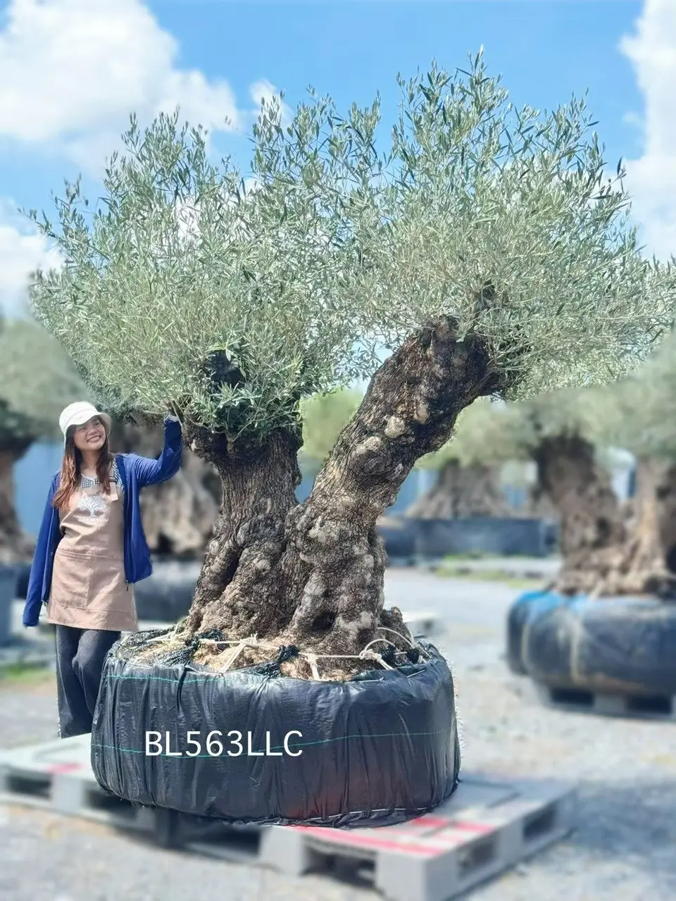 Ancient Olive · LLC