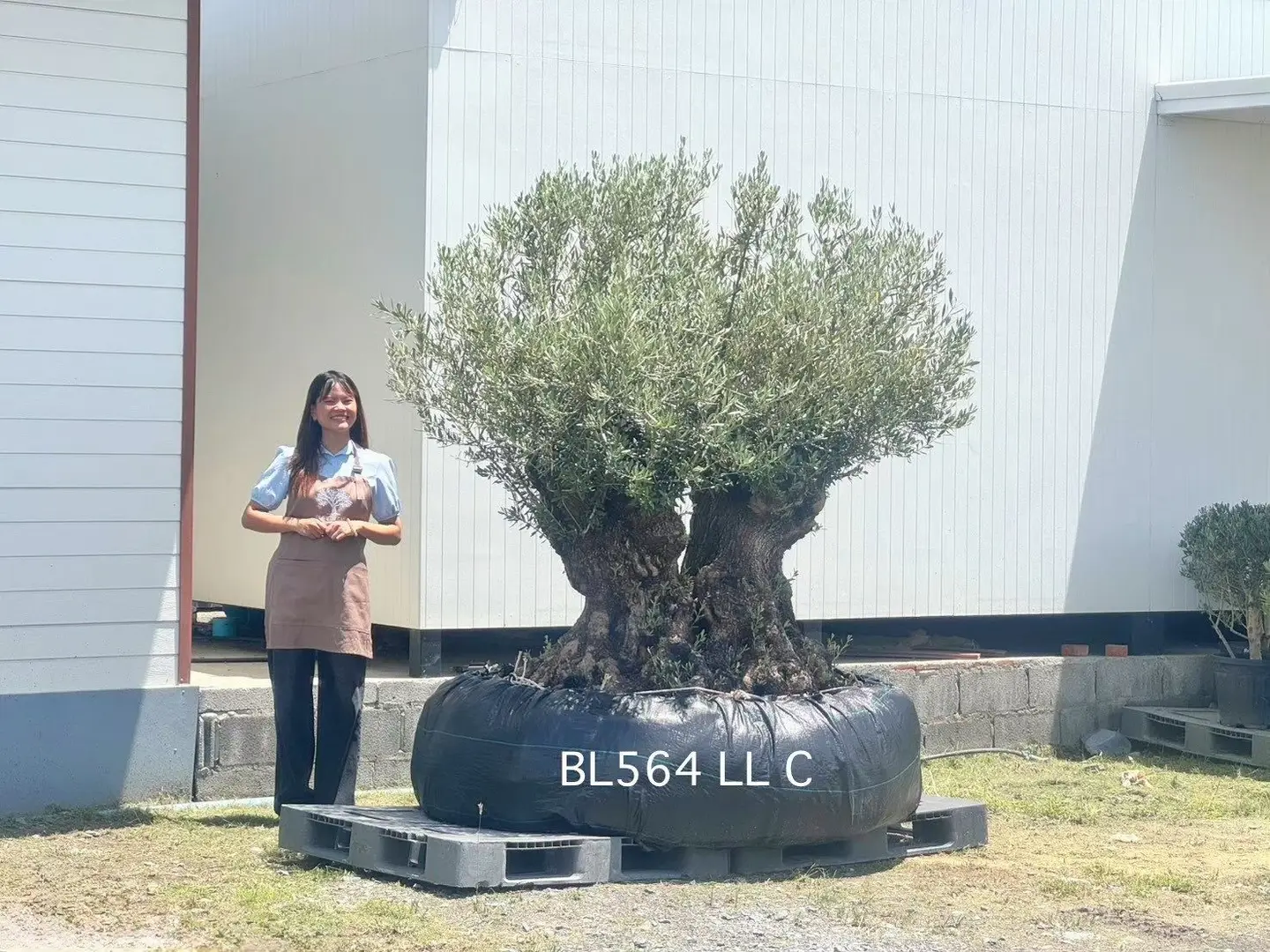 Ancient Olive · LLC