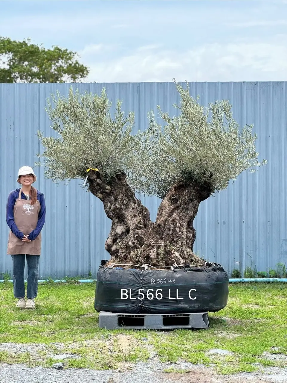 Ancient Olive · LLC