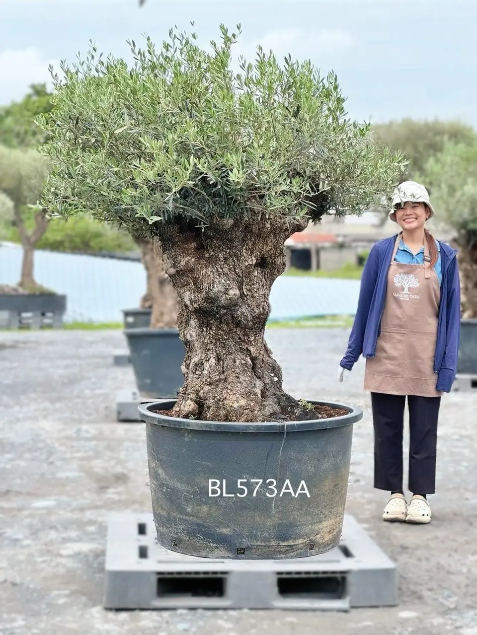 Hojiblanca · Large · LAA