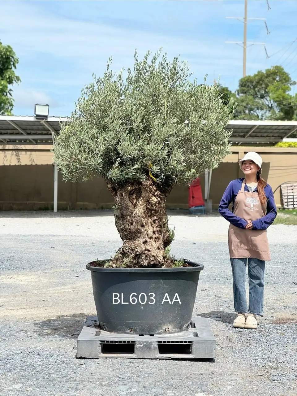 Hojiblanca · Large · LAA