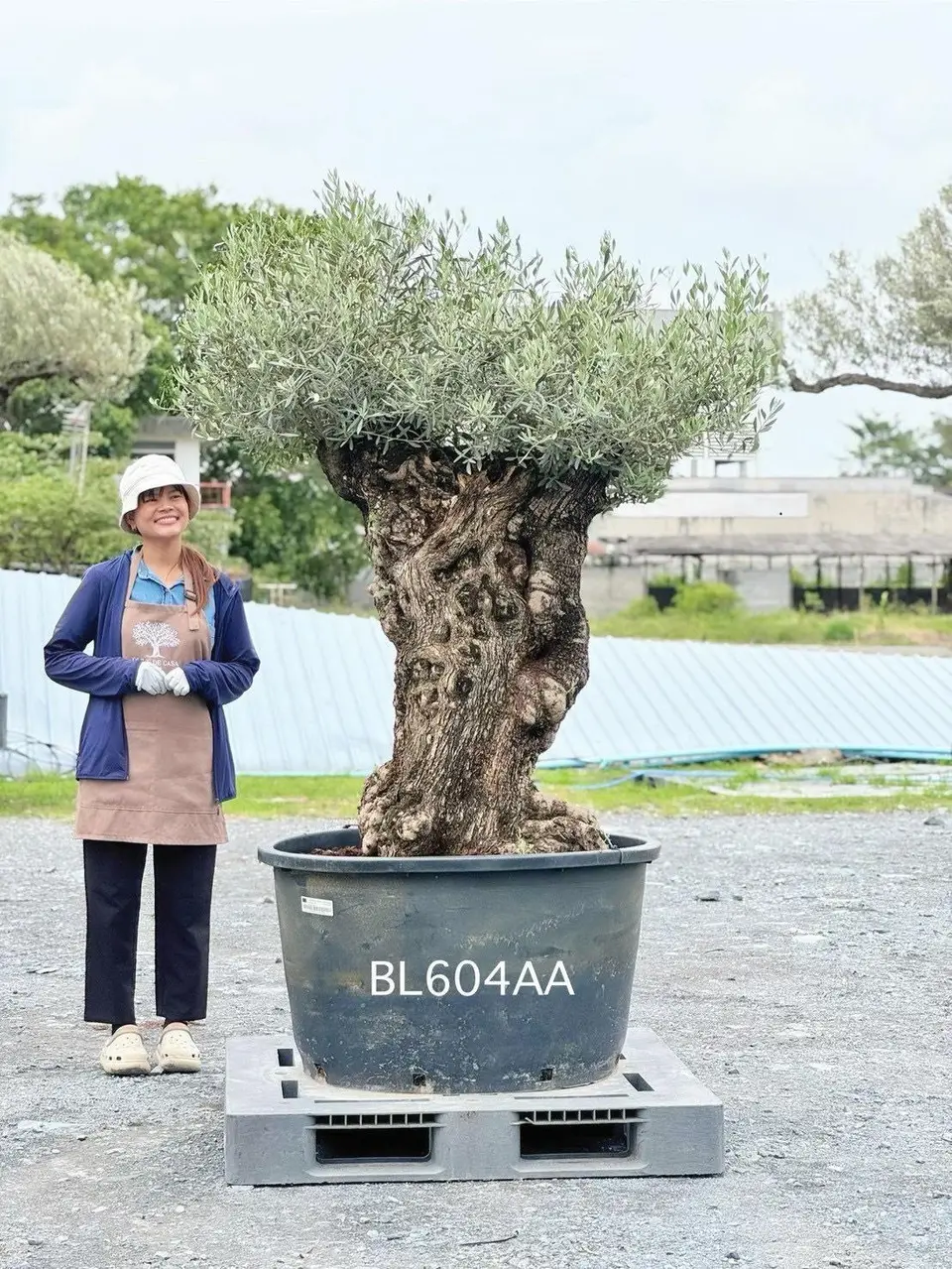 Hojiblanca · Large · LAA