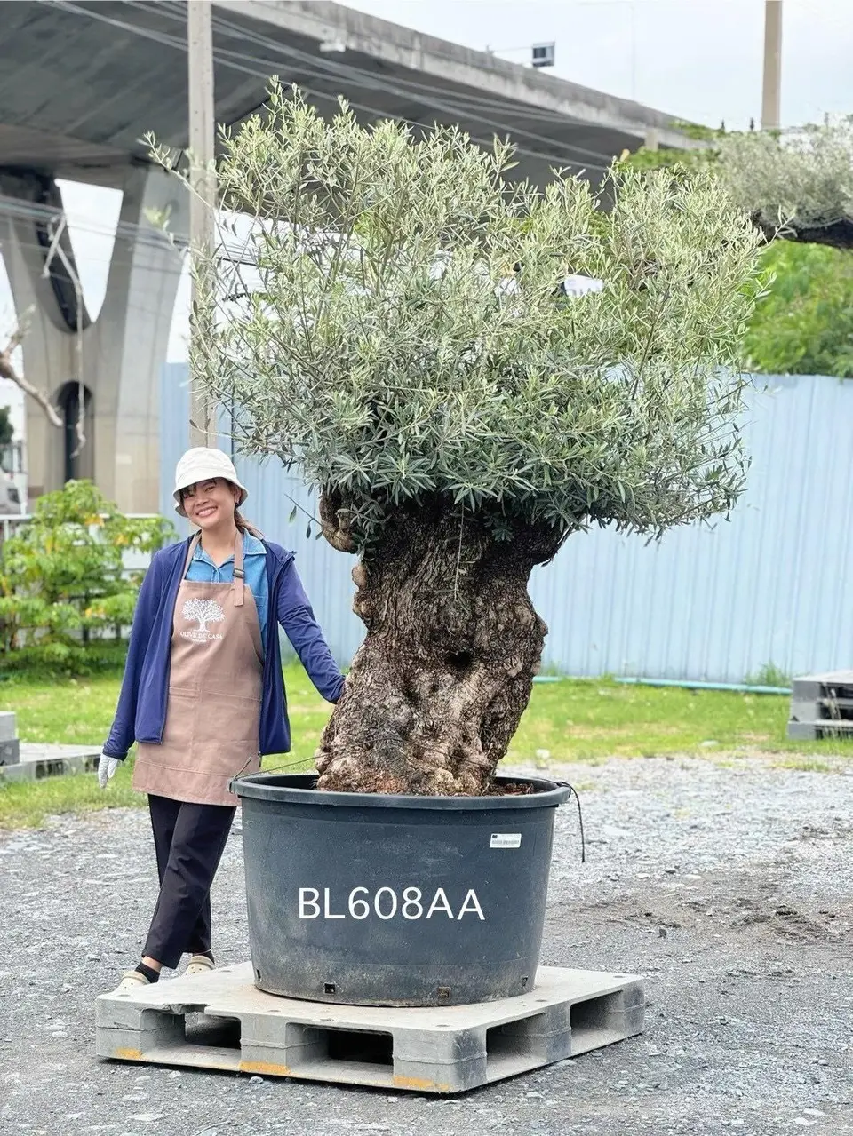 Hojiblanca · Large · LAA