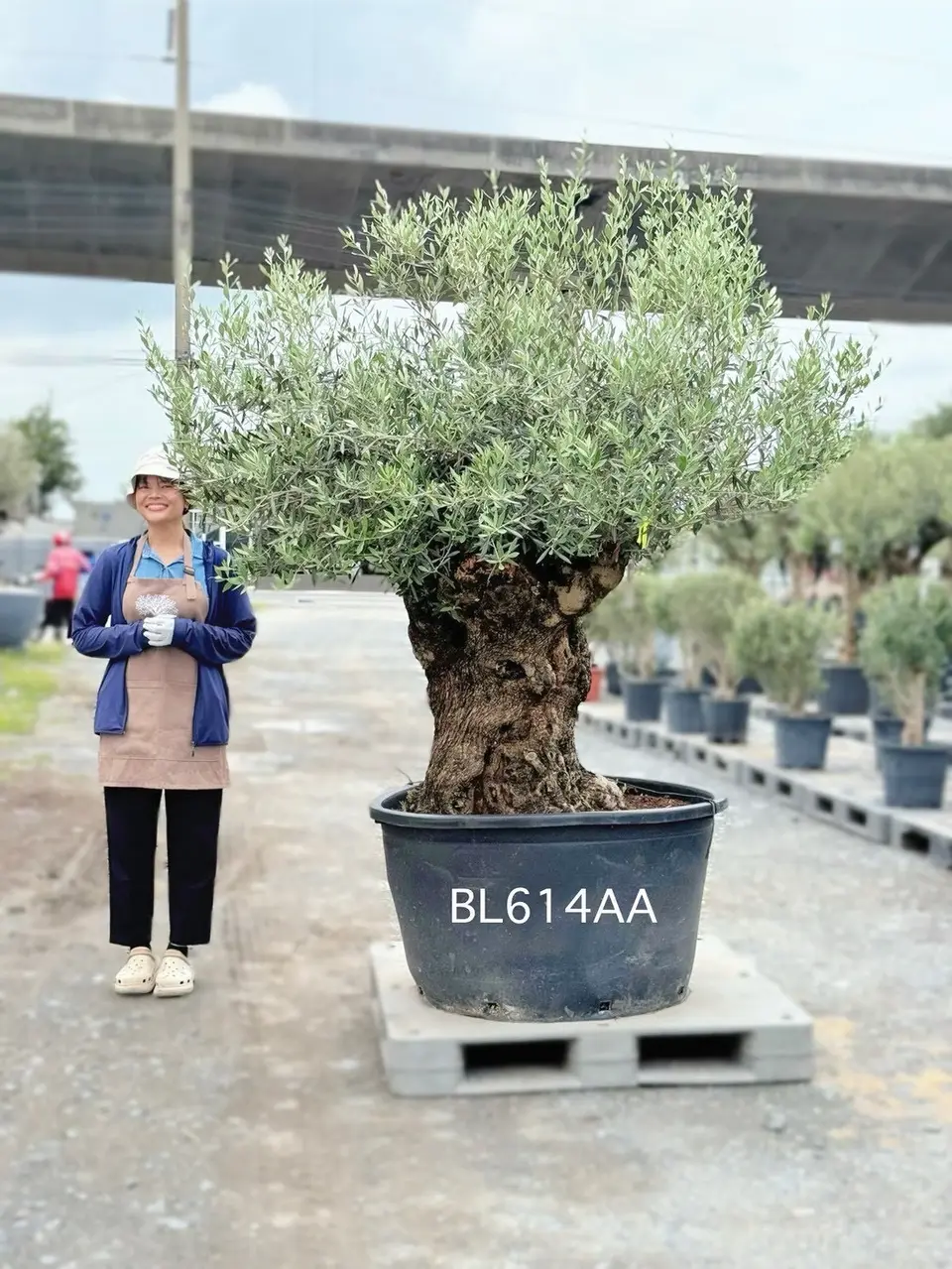 Hojiblanca · Large · LAA