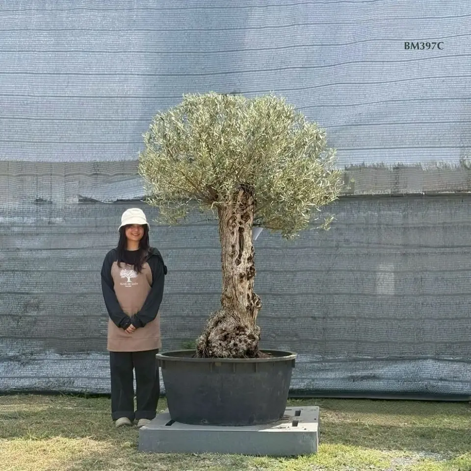 Hot Olive Tree · Promotion