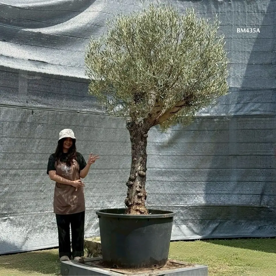 Hot Olive Tree · Promotion