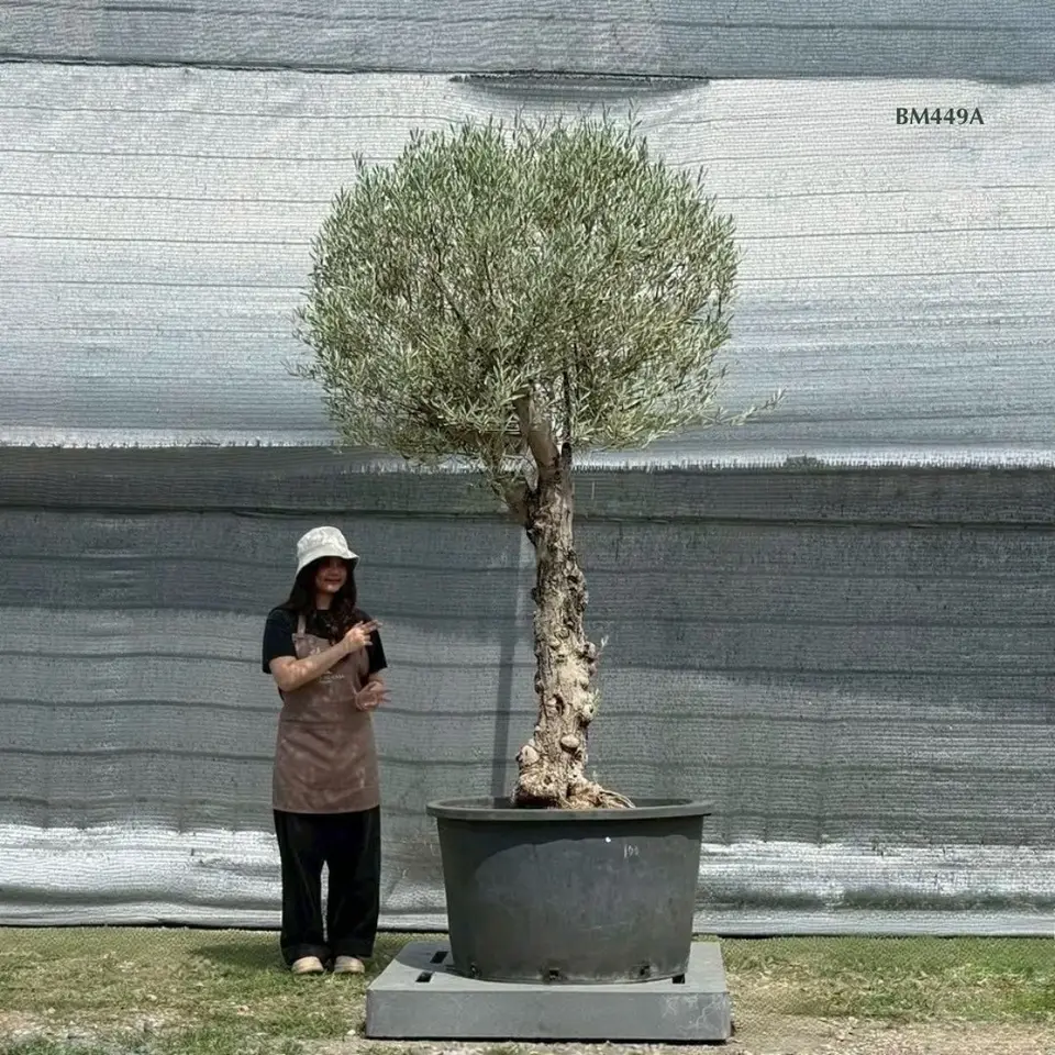 Hot Olive Tree · Promotion