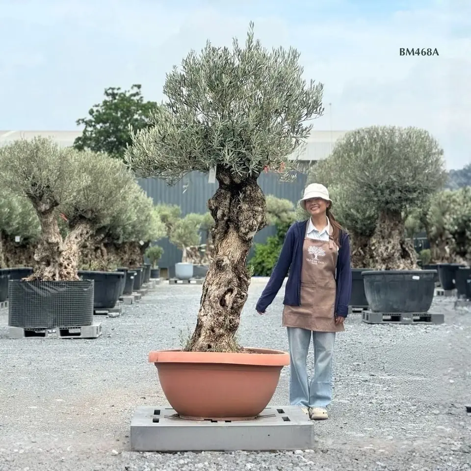 Hot Olive Tree · Promotion
