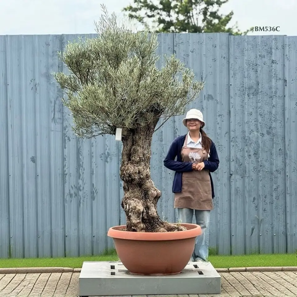 Hot Olive Tree · Promotion