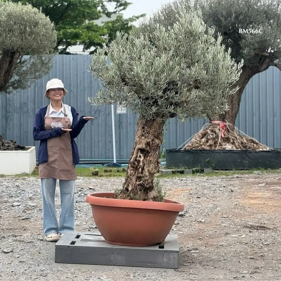 Hot Olive Tree · Promotion