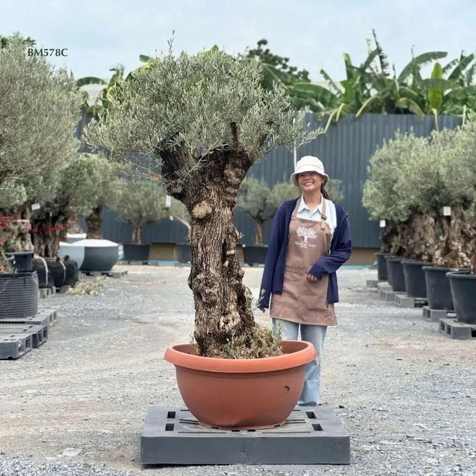 Hot Olive Tree · Promotion