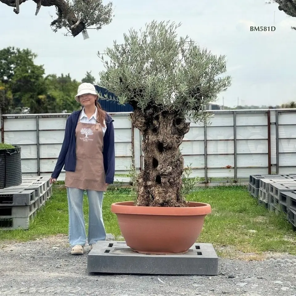 Hot Olive Tree · Promotion