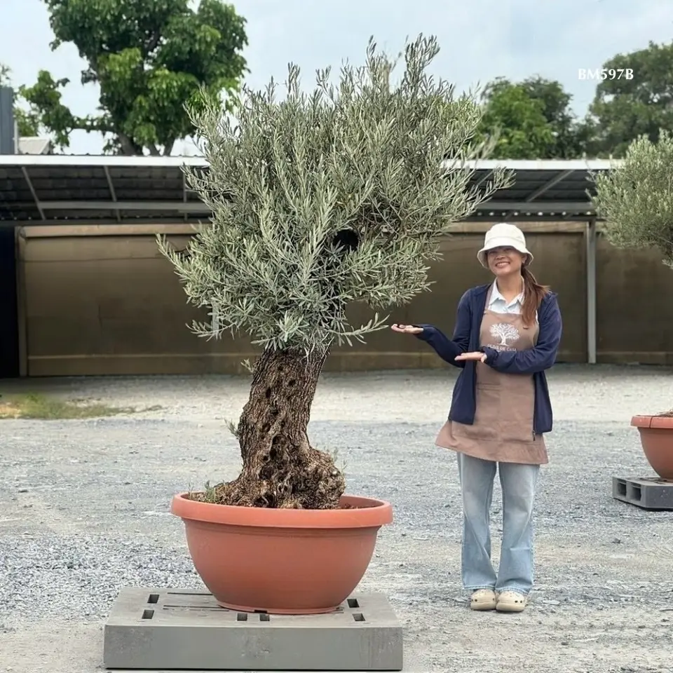 Hot Olive Tree · Promotion