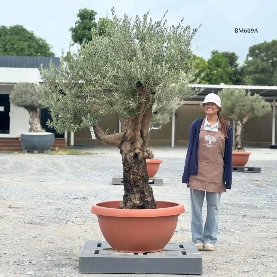 Hot Olive Tree · Promotion