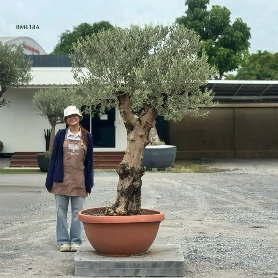 Hot Olive Tree · Promotion