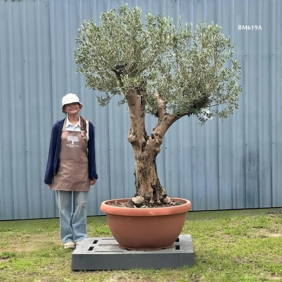 Hot Olive Tree · Promotion