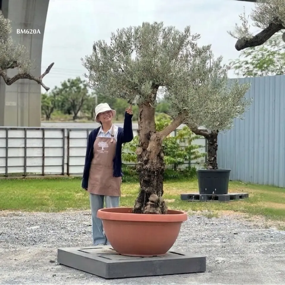 Hot Olive Tree · Promotion
