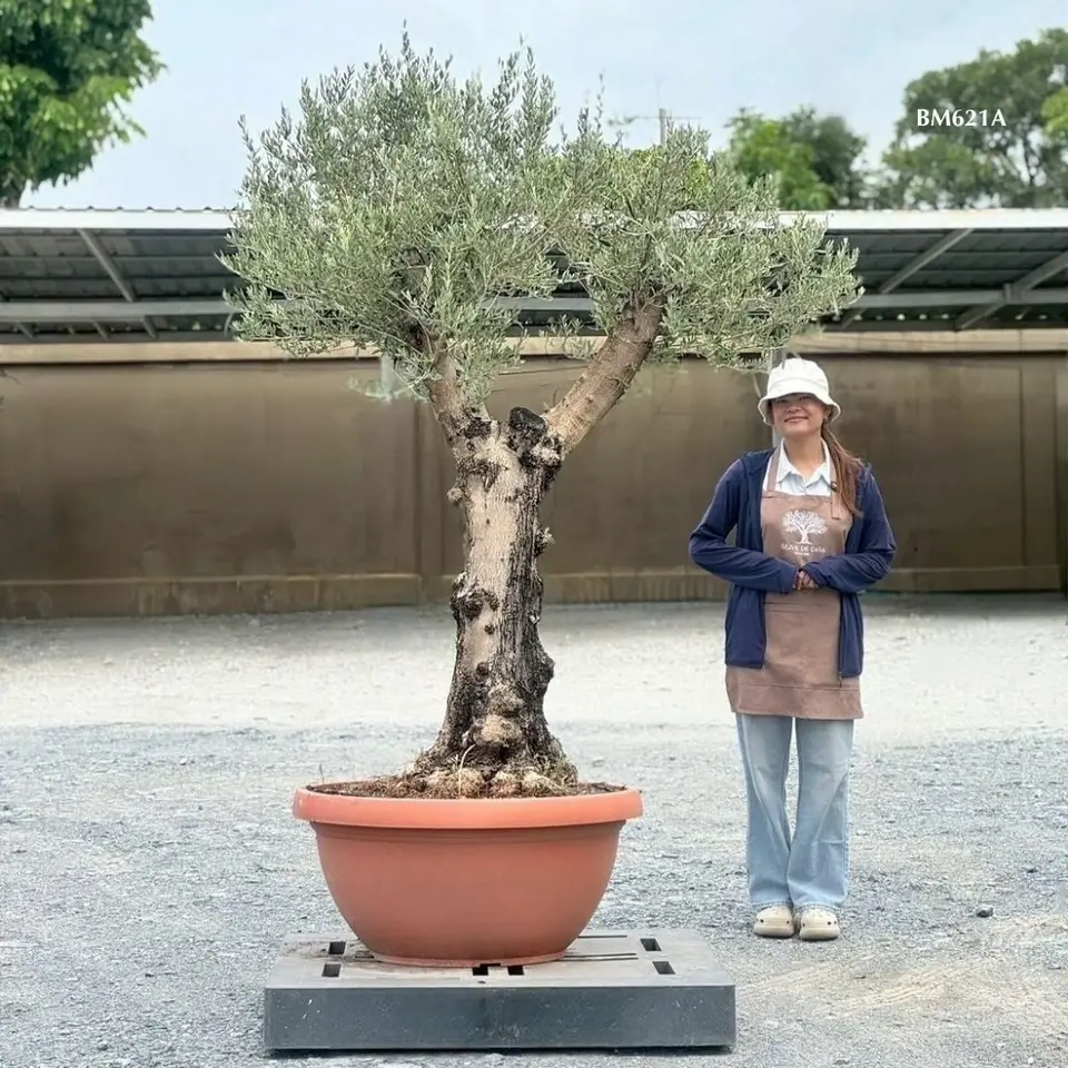 Hot Olive Tree · Promotion