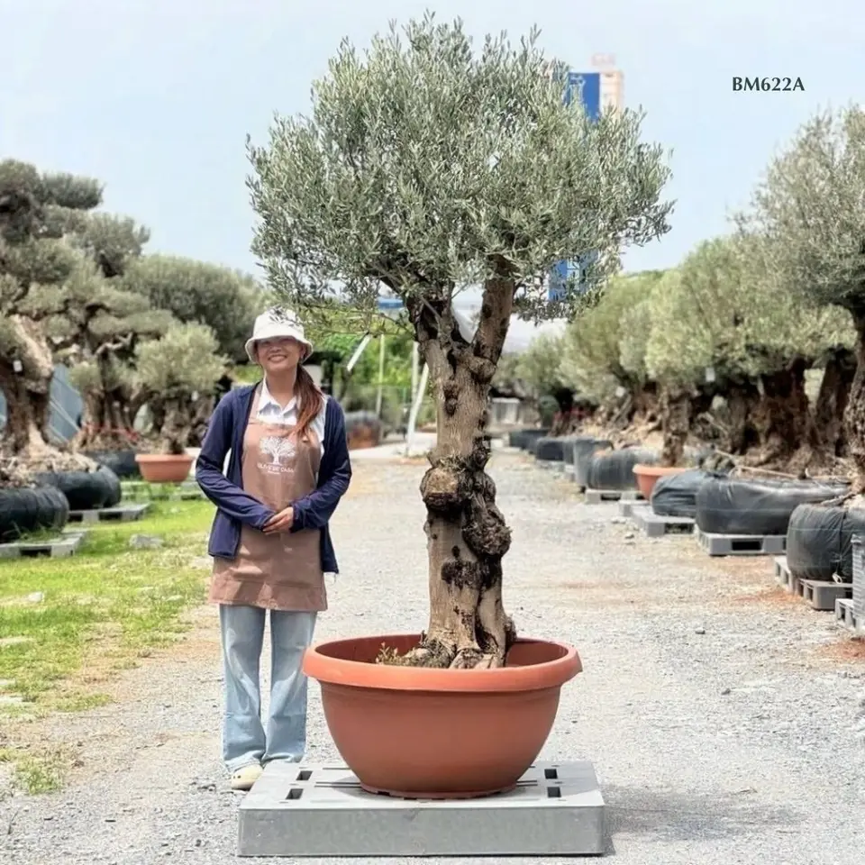 Hot Olive Tree · Promotion