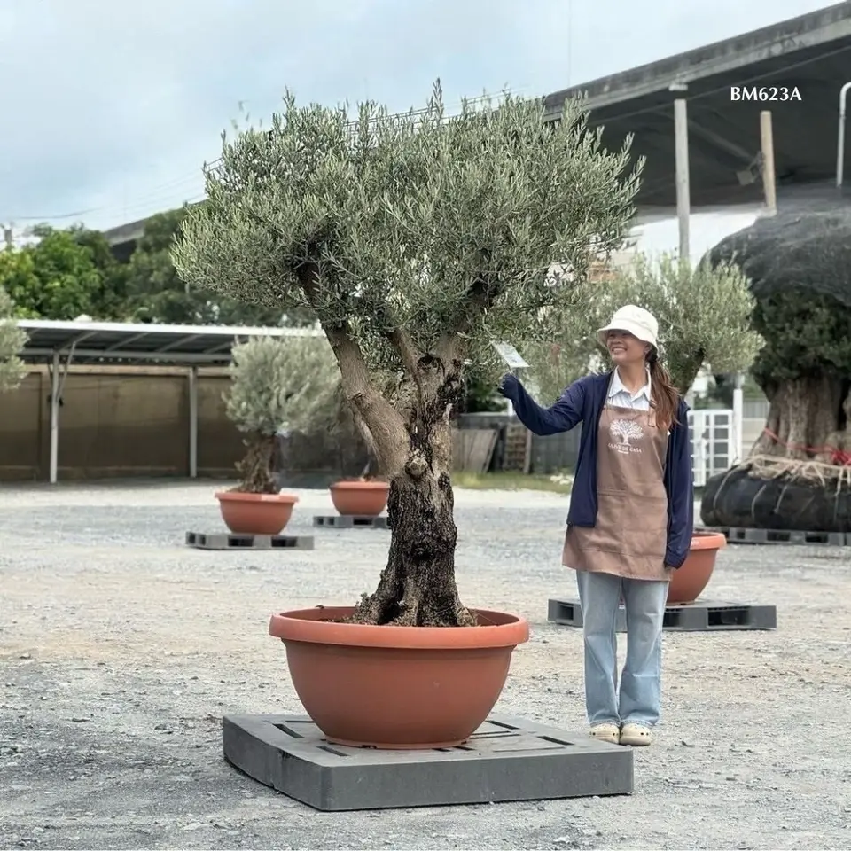 Hot Olive Tree · Promotion