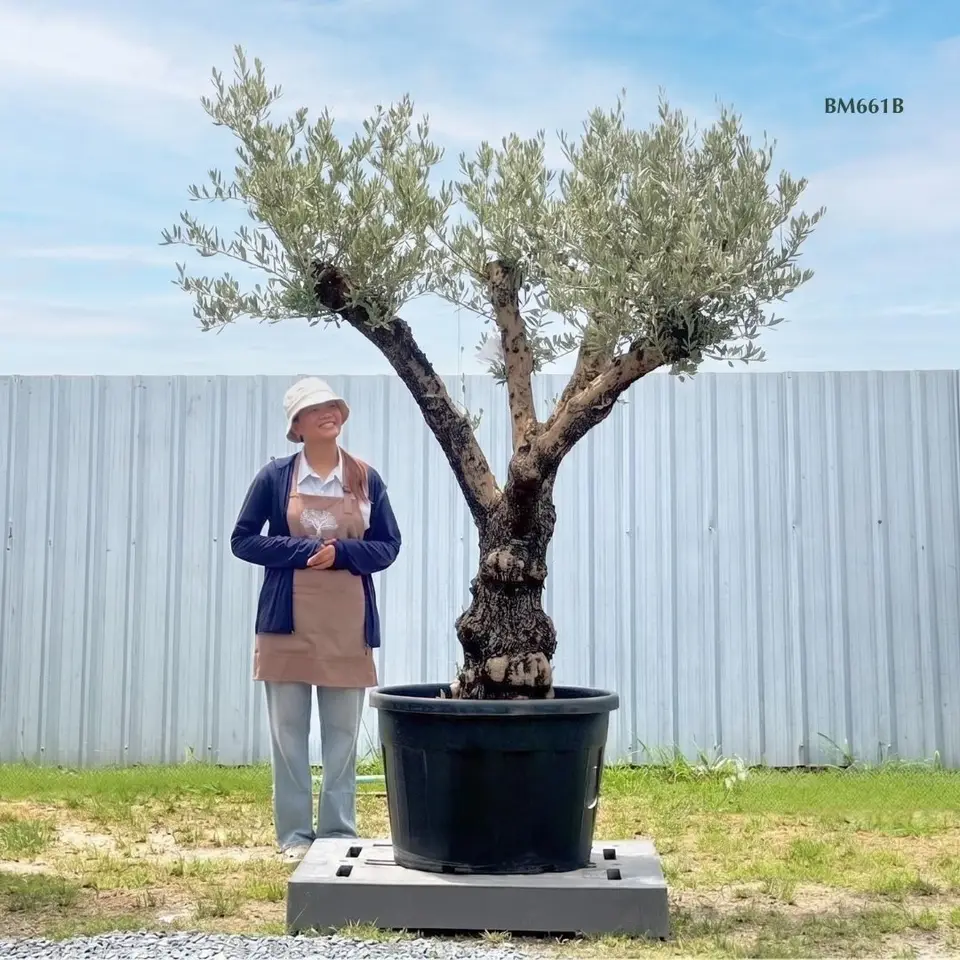 Hot Olive Tree · Promotion
