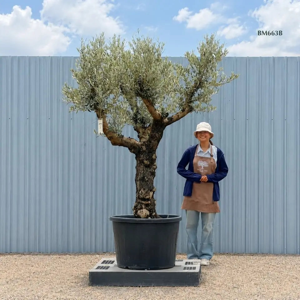 Hot Olive Tree · Promotion