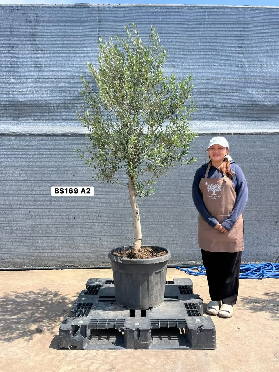 Olive Pot Size · SD