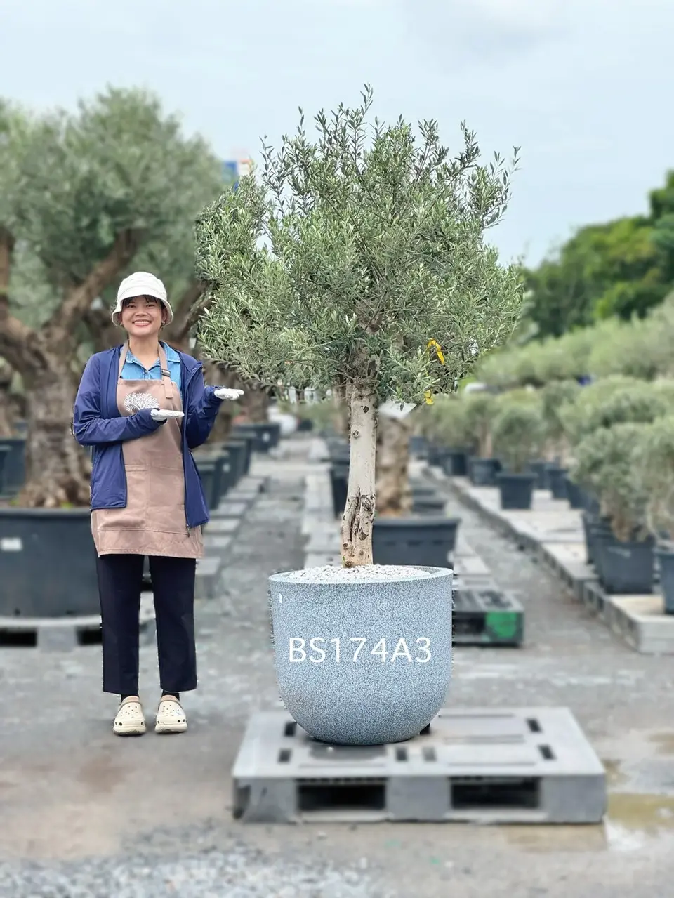 Olive Pot Size · SE