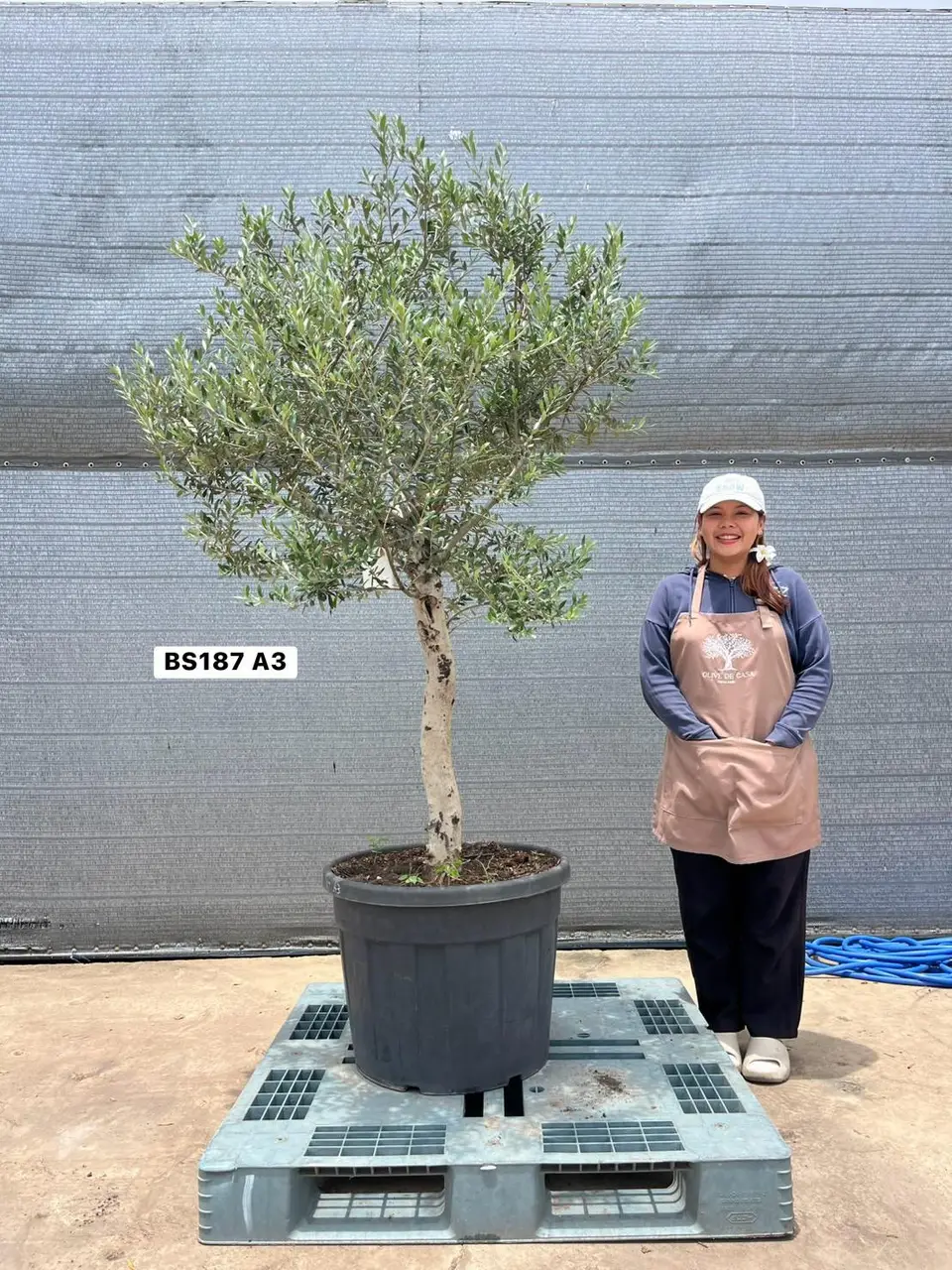 Olive Pot Size · SE