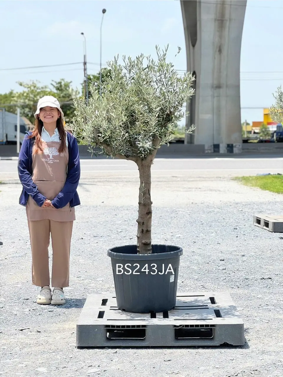 Olive Pot Size · SJA
