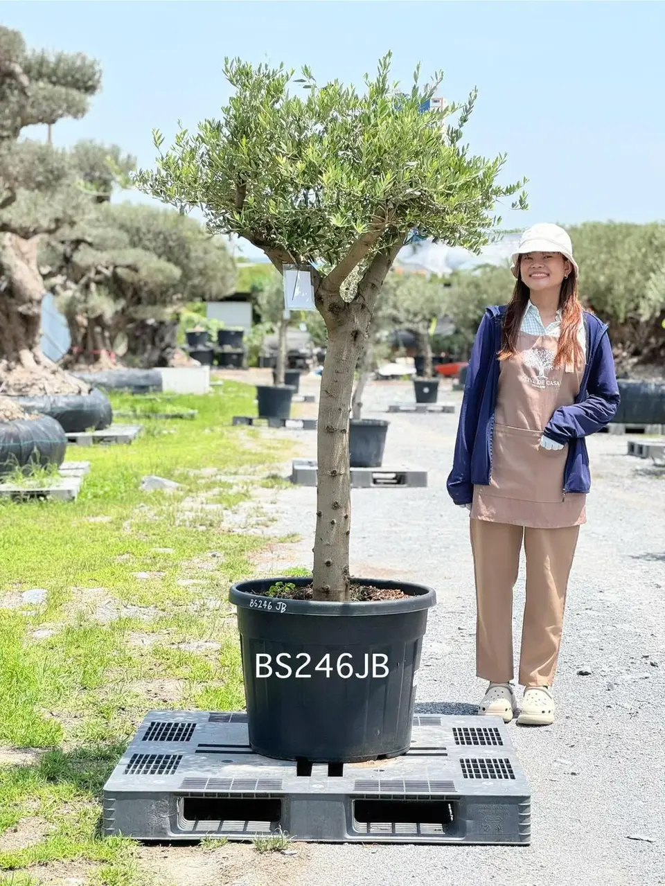 Olive Pot Size · SJB