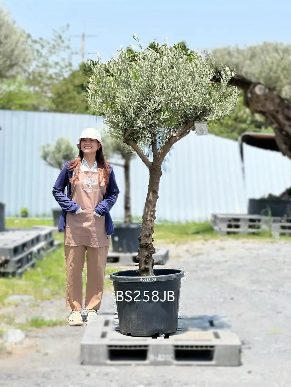 Olive Pot Size · SJB