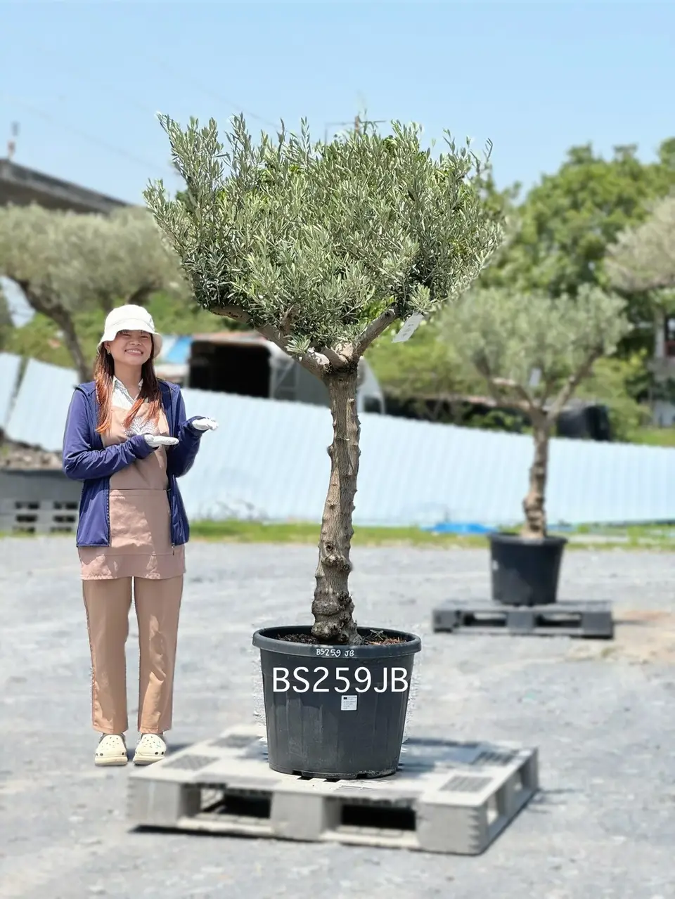 Olive Pot Size · SJB