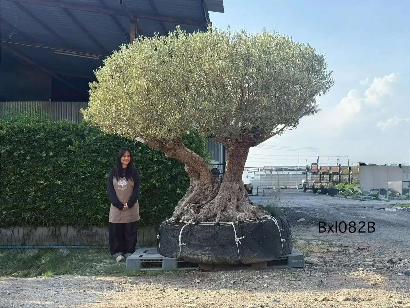 Ancient Olive · XLB