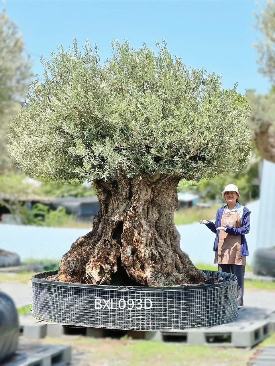 Ancient Olive · XLD