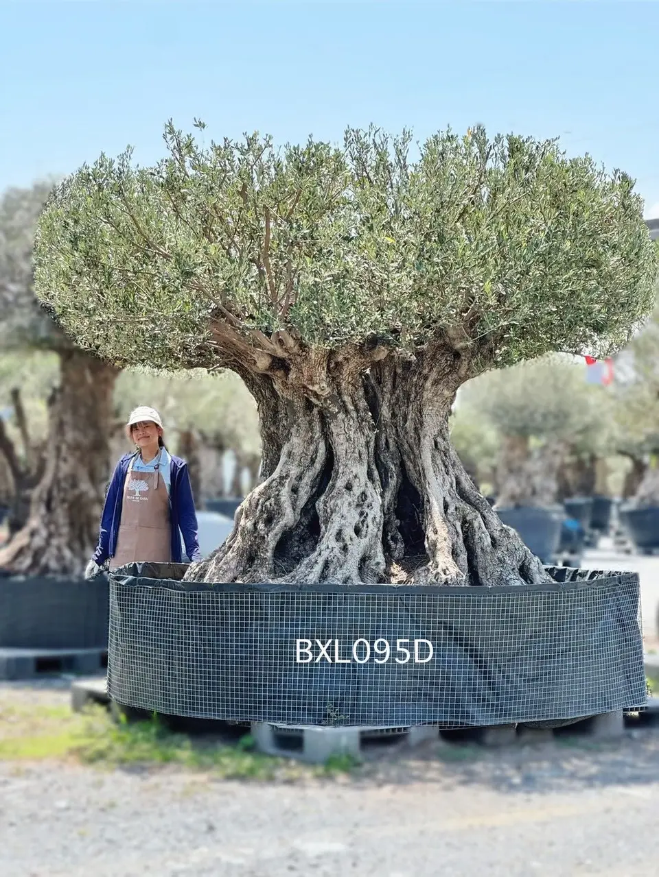 Ancient Olive · XLD