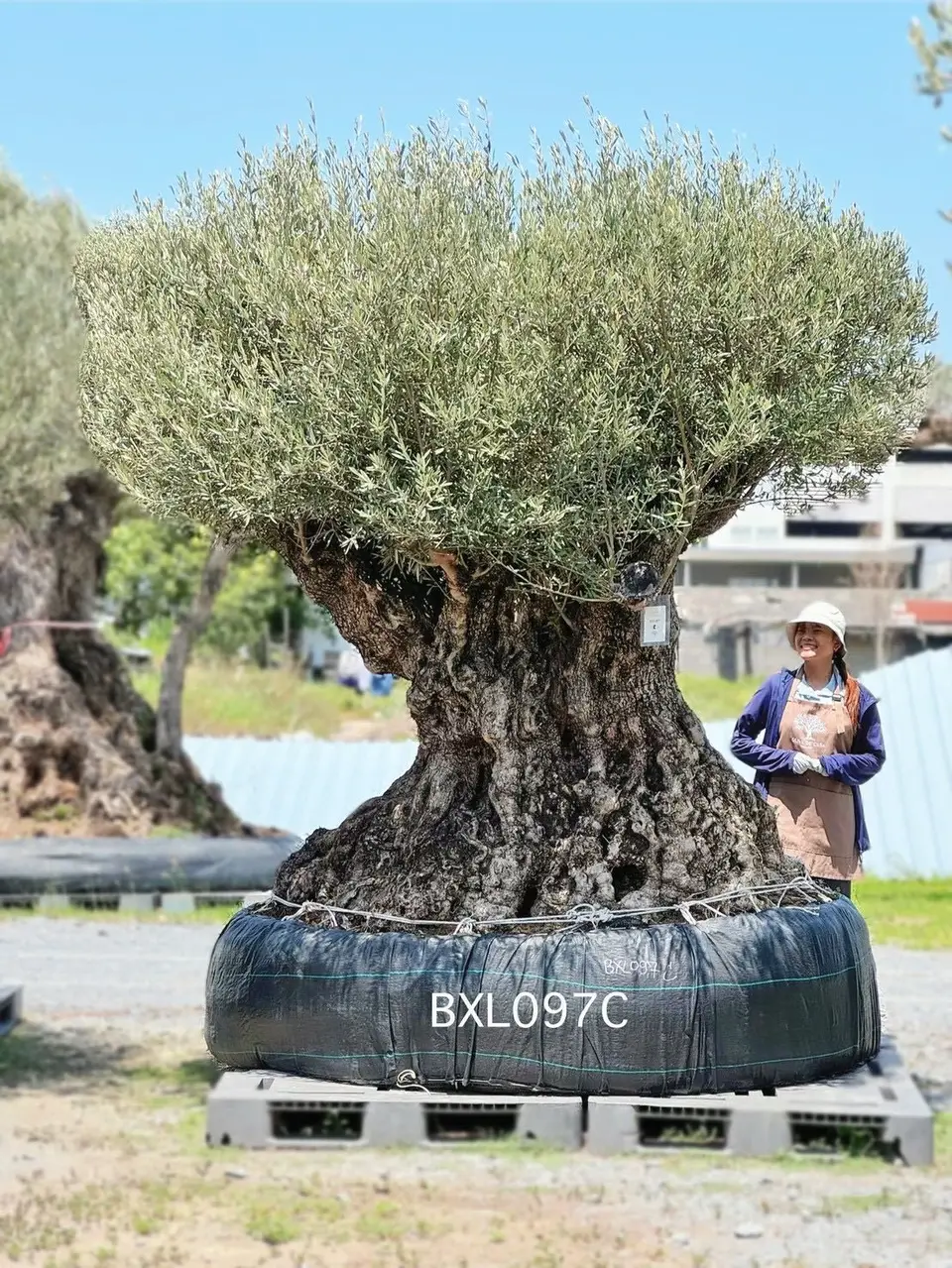 Ancient Olive · XLC